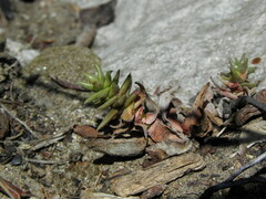 Dudleya cymosa crebrifolia