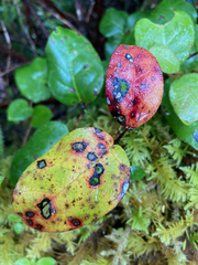 Cameraria gaultheriella