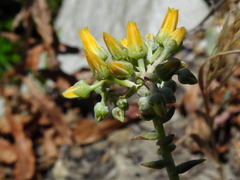 Dudleya cymosa crebrifolia