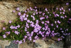 Malcolmia flexuosa