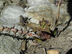 Dudleya cymosa crebrifolia