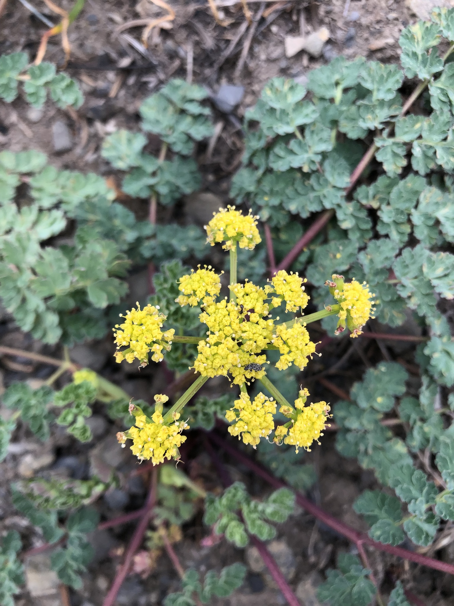 Lomatium martindalei