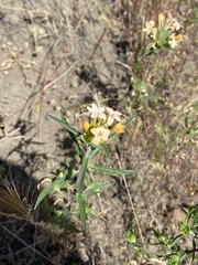Collomia grandiflora