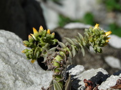 Dudleya cymosa crebrifolia