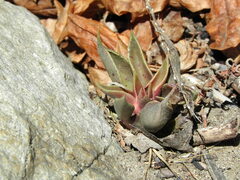 Dudleya cymosa crebrifolia