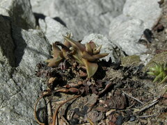 Dudleya cymosa crebrifolia