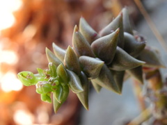 Dudleya cymosa crebrifolia