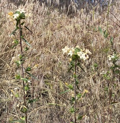 Collomia grandiflora
