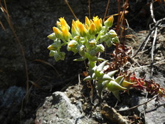 Dudleya cymosa crebrifolia