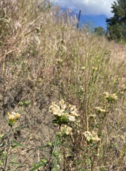 Collomia grandiflora