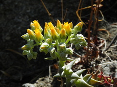Dudleya cymosa crebrifolia
