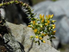 Dudleya cymosa crebrifolia