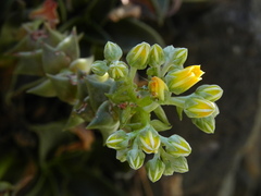 Dudleya cymosa crebrifolia