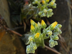 Dudleya cymosa crebrifolia