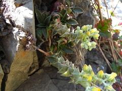Dudleya cymosa crebrifolia