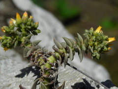 Dudleya cymosa crebrifolia