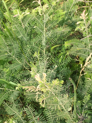 Amorpha canescens