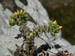 Dudleya cymosa crebrifolia