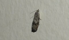 Ofatulena duodecemstriata