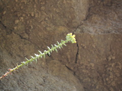 Dudleya cymosa crebrifolia