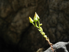 Dudleya cymosa crebrifolia