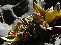 Dudleya cymosa crebrifolia