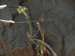 Dudleya cymosa crebrifolia