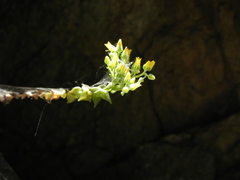 Dudleya cymosa crebrifolia