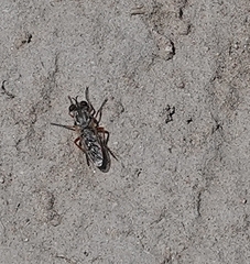 Laphystia