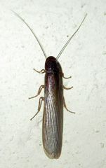 Cyrtotria