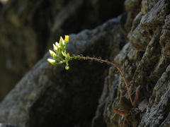 Dudleya cymosa crebrifolia