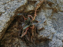 Dudleya cymosa crebrifolia