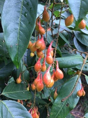 Mischocarpus exangulatus