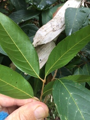 Mischocarpus exangulatus