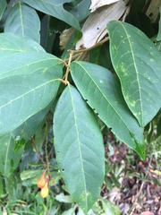 Mischocarpus exangulatus