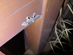 Hemidactylus bowringii