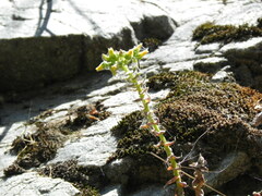 Dudleya cymosa crebrifolia