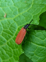 Macrolygistopterus rubripennis