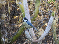 Cyanistes teneriffae teneriffae