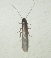 Cyrtotria