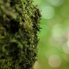Frullania bolanderi