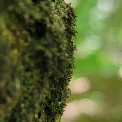 Frullania bolanderi