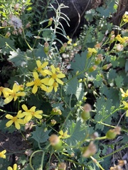 Senecio tamoides