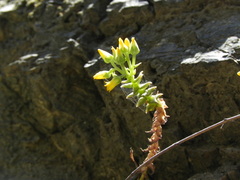 Dudleya cymosa crebrifolia