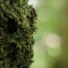 Frullania bolanderi