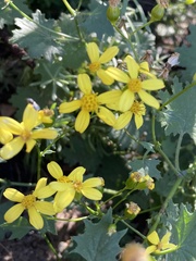 Senecio tamoides
