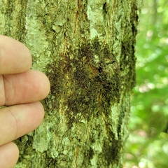 Frullania bolanderi