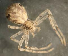 Philodromus placidus