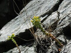 Dudleya cymosa crebrifolia