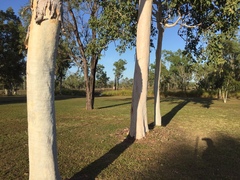 Eucalyptus platyphylla